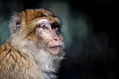 Portrait of an adult berber monkey of the High Atlas, Morocco
