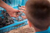 Mixed race boy examining small turtle, Nayarit, Riviera Nayarit, Mexico