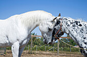 Horses touching cheeks on ranch, San Rafael, California, USA