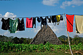 Washing line in a tobacco plantation, mogotes, Pinar del Rio province, Cuba, Caribbean