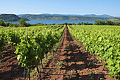 France, Herault, Lake Salagou.