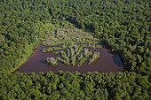France, Yonne (89), forest pond with flooded forest trees Puisaye (aerial view)
