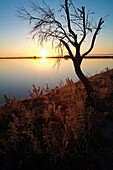 France, Hérault, Thau pond