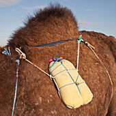 Water on a camel's back. Tunisia.