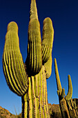 SAGUARO CACTI (CARNEGIEA GIGANTEA), SAGUARO NATIONAL PARK, ARIZONA, USA, ARIZONA, USA