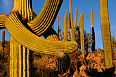 SAGUARO CACTI (CARNEGIEA GIGANTEA) TWISTED BY FROST, SAGUARO NATIONAL PARK, ARIZONA, USA, ARIZONA, USA