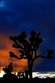 SILHOUETTTE OF JOSHUA TREE (YUCCA BREVIFOLIA) AT SUNSET, JOSHUA TREE NATIONAL PARK, MOJAVE DESERT, CALIFORNIA, USA