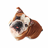 France, English bulldog on white background.