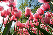 Netherlands, Lisse, Keukenhof garden, tulip