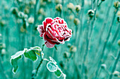 Seine et Marne. Rose covered with frost in early winter.