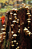 Mushrooms Take Over Tree Stump