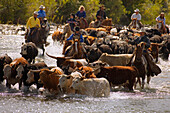 Rounding Up The Cattle