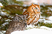 Two Screech Owls