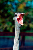 'Ostrich With Open Mouth; Ireland'