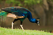 Peacock Feeding