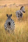 Zebras In Tall Grass