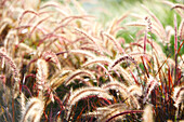 Close Up Of Grass Seeds