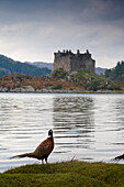 Bird In Front Of Castle Tioram, Scotland