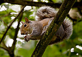Gray Squirrel On A Tree Branch