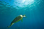 Green Sea Turtle, Mabul Island, Sabah, Malaysian Borneo, Malaysia, Southeast Asia