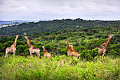 Giraffes (Giraffa Camelopardalis) In South Africa