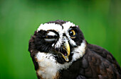 Spectacled Owl (Pulsatrix Perspicillata)
