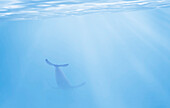 Underwater View Of Whale