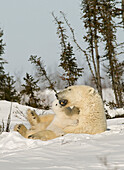 Polar Bear With Cub In Snow