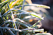 Morning Frost On Grass