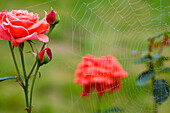 Dew On Spiderweb And Rose Bush