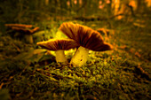 Mushrooms Growing In Moss