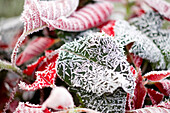 Winter Frost On Poinsettia Leaves