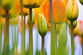 Budding Tulips