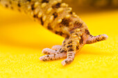 Adult Leopard Gecko Foot