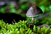 Closeup Of Mushroom