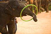 Maesa Elephant Camp Near Outskirts Of Chiang Mai, Thailand, Southeast Asia