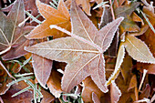 Frost On Leaves