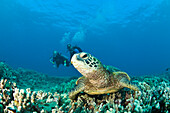'Maui Hawaii Usa; Scuba Divers And A Green Sea Turtle'