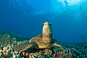 'Maui Hawaii Usa; Green Sea Turtle Cleaning Station'