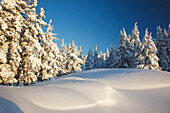 Winter Scene, Mount Hood, Oregon Cascades, Oregon, Usa