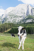 Cow In A Meadow, Fie Allo Sciliar, Alto Adige, Italy