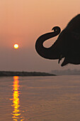 Elephant, Chitwan National Park, Nepal