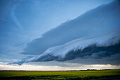 Shelf Cloud And Stormy Sky Over A Canola Field