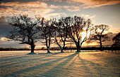 'Northumberland, England; Sun Setting Over A Field And Trees'