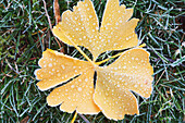 Frost On A Leaf In Autumn