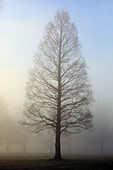 'Oregon Cascades, Oregon, United States Of America; Trees Surrounded By Fog'