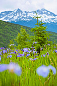 'Skagway, Alaska, United States Of America; An Iris Field And The Coast Mountains'