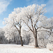 'Winnipeg, Manitoba, Canada; Snow On The Ground And Trees'