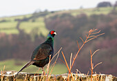 'Northumberland, England; A Bird With A Red Patch Of Feathers Around It's Eye'