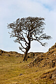 'Northumberland, England; A Lone Tree In A Field'